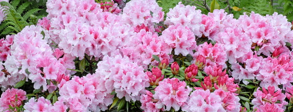 Eduka rododendronikasvatuse saladused - GradinaMax Eduka rododendronikasvatuse saladused