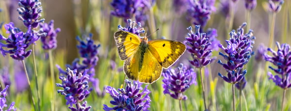Imeline lavendel: istutamise ja hoolduse saladused - GradinaMax Imeline lavendel: istutamise ja hoolduse saladused