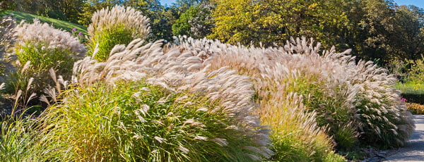Pampas grass - istutusjuhised - GradinaMax Pampas grass - istutusjuhised