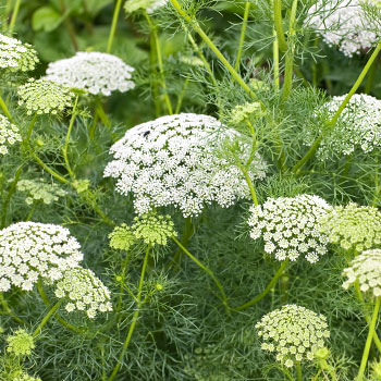 Achillea