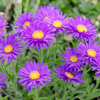Aster alpi