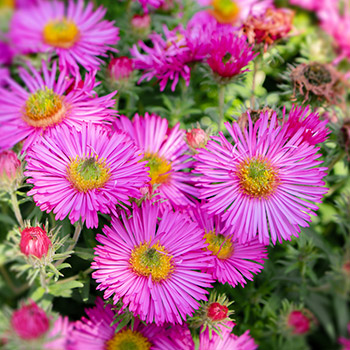 Aster Novi-Belgii