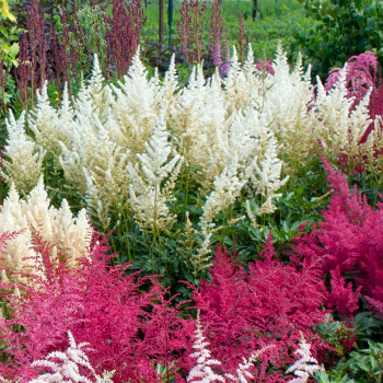 Astilbe