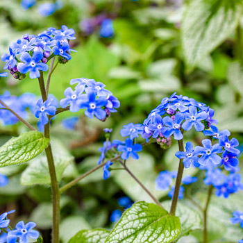 Brunnera
