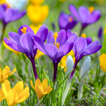 Krookuse botaaniline