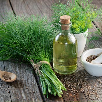 Fennel