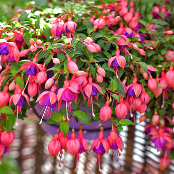 Fuksia