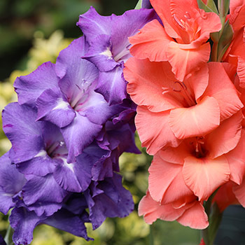 Gladiool grandiflora