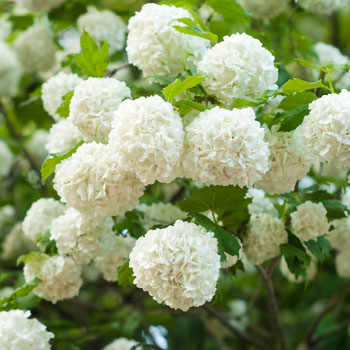 Guelder roos