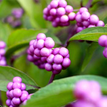 Harilik iluviljak (Callicarpa)
