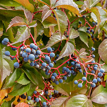 Harilik metsviinapuu