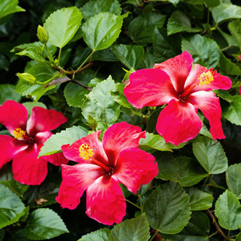 Hibiscus