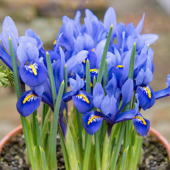 Iiris veenistatud