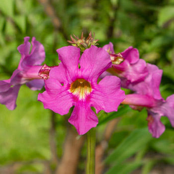 Inkarvillea