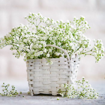 Kipslilled Gypsophila