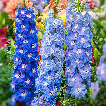 Kukekannused (Delphinium)
