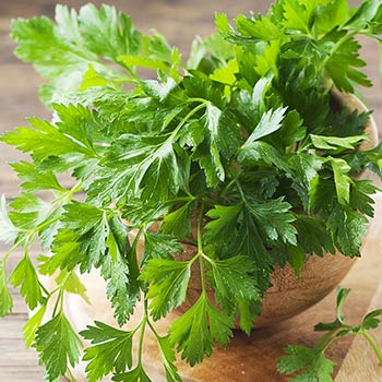 Lehtpetersell