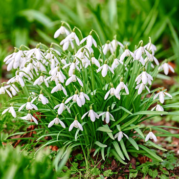 Leucojum