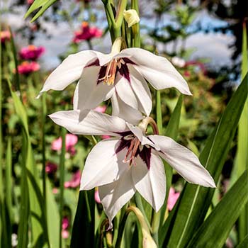 Lõhnav gladiool (Acidanthera)