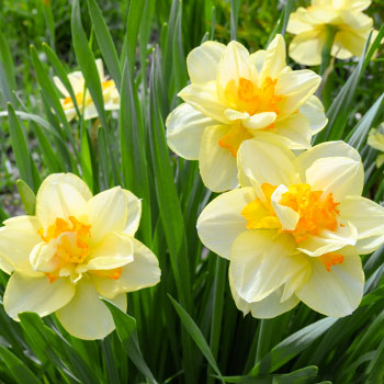 Nartsiss lõhestatud kroon