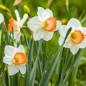 Nartsiss suureõieline