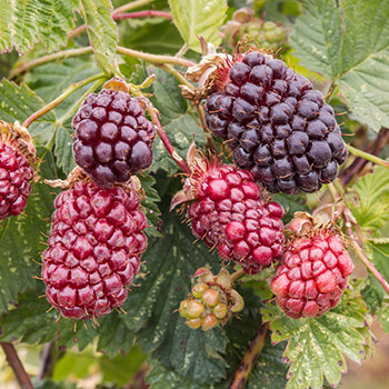 Okasteta seinavaarikas