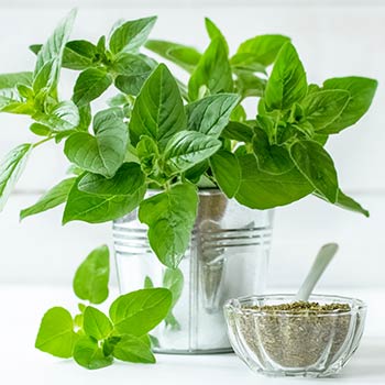 Oregano