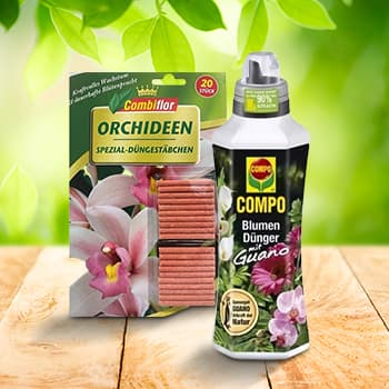 Orhideedele