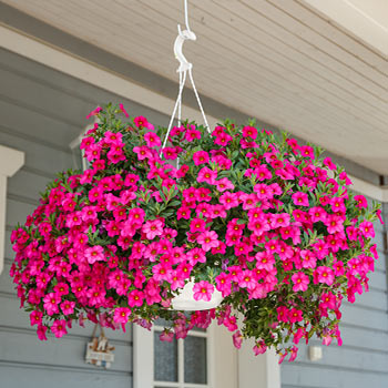 Petunia
