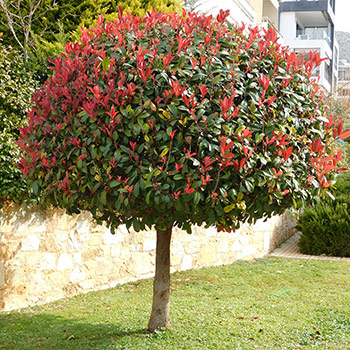 Photinia