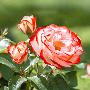 Suureõielised roosid