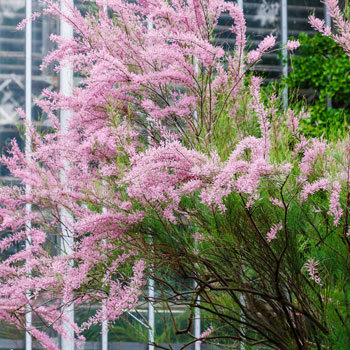 Tamarisk