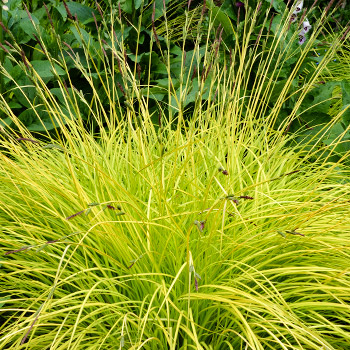 Tarn Carex