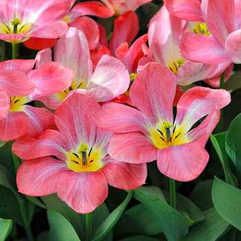 Tulip Foster