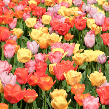 Tulip Triumf