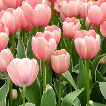 Tulp darwini