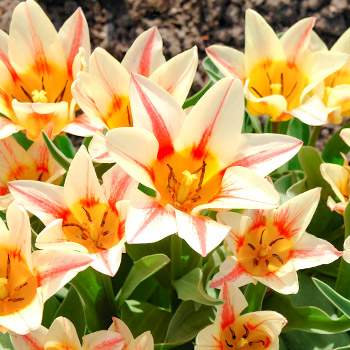 Tulp Greigi