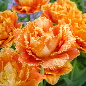 Tulp mitmeõieline
