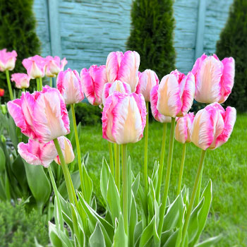 Tulp papugovy