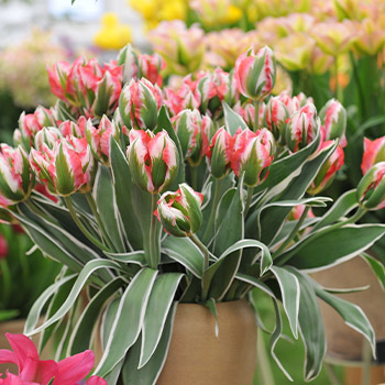 Tulp roheliseõieline