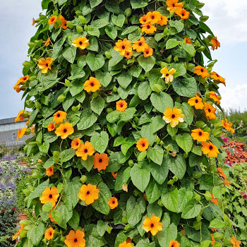 Tunbergia