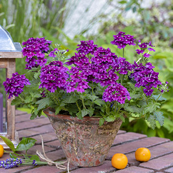 Verbena
