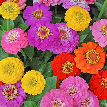 Zinnia