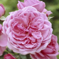 Floribunda roos Berleburg ®, С5 interface.art foto 1 Floribunda roos Berleburg ®, С5 interface.image 1 interface.art 6170