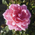 Floribunda roos Berleburg ®, С5 interface.art foto 2 Floribunda roos Berleburg ®, С5 interface.image 2 interface.art 6170
