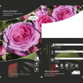 Floribunda roos Berleburg ®, С5 interface.art foto 3 Floribunda roos Berleburg ®, С5 interface.image 3 interface.art 6170
