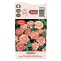 Floribunda roos Briosa®, C5 interface.art foto 4 Floribunda roos Briosa®, C5 interface.image 4 interface.art 6149
