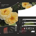 Floribunda roos Dark Yellow™ Vaza ®, С3 interface.image 2 interface.art 6173