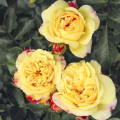 Floribunda roos Lampion ®, С3 interface.art foto 2 Floribunda roos Lampion ®, С3 interface.image 2 interface.art 6175