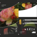 Floribunda roos Lampion ®, С3 interface.art foto 3 Floribunda roos Lampion ®, С3 interface.image 3 interface.art 6175